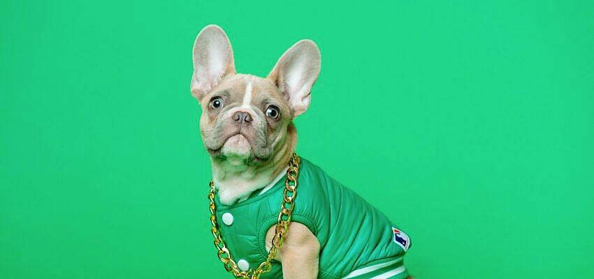 A french bull dog wearing a green jacket and gold chain in front of a green backdrop.