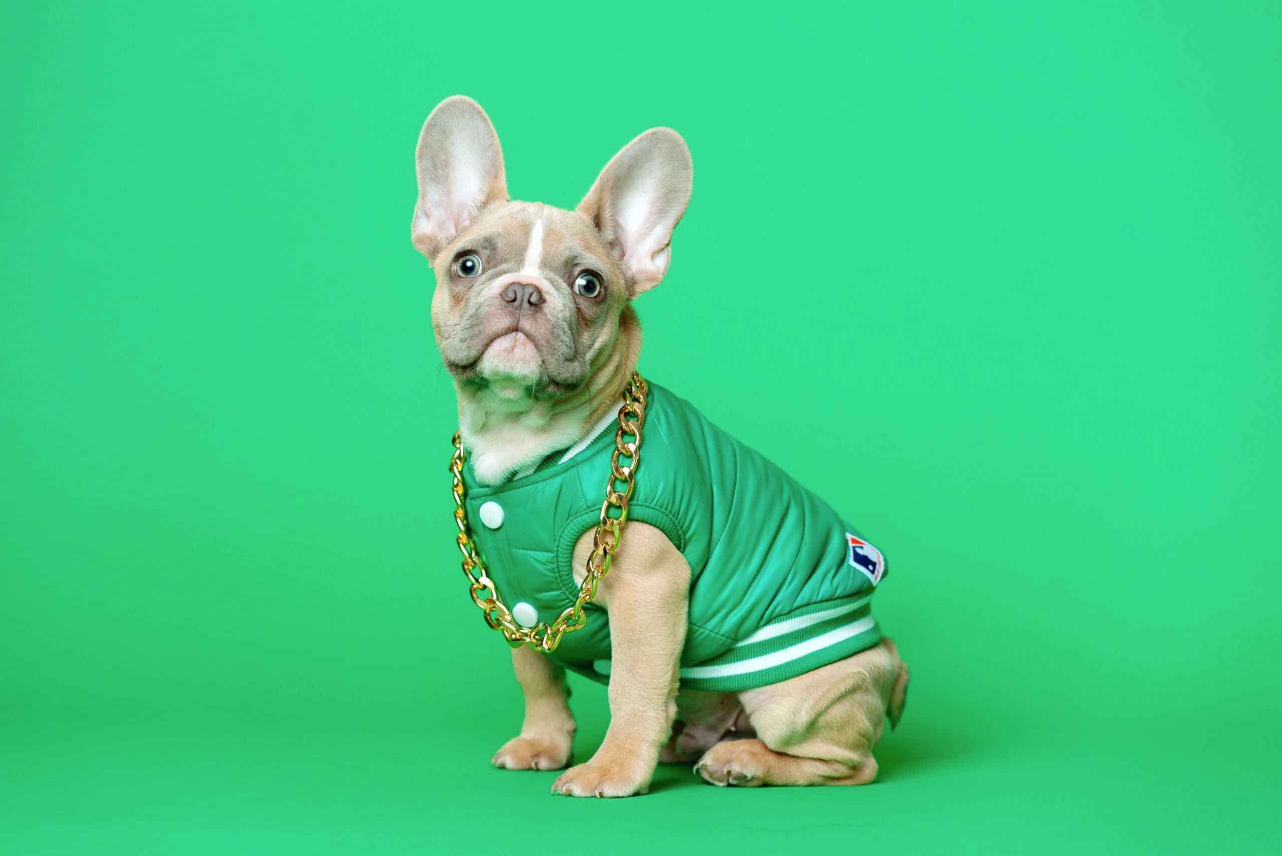 A french bull dog wearing a green jacket and gold chain in front of a green backdrop.