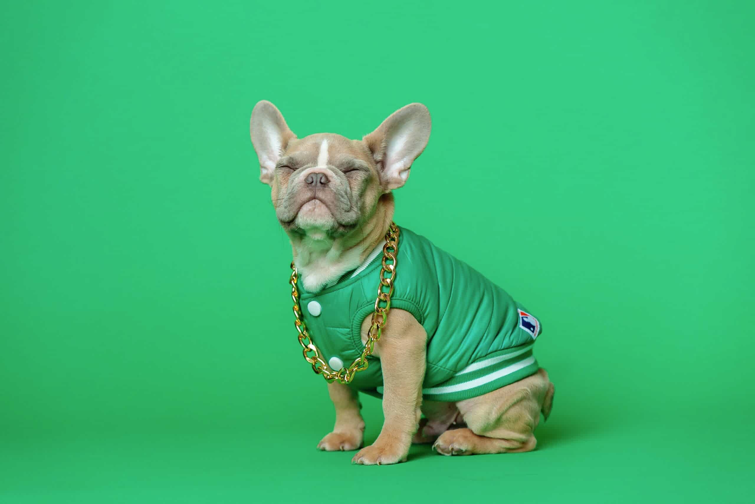 A french bull dog wearing a green jacket and gold chain in front of a green backdrop. It looks like the dog is smiling.