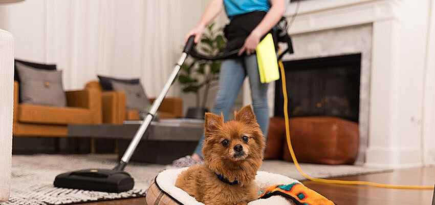 A dog is in the foregound while a Naturalcare maid prepares the floors in the background for biweekly cleaning services.