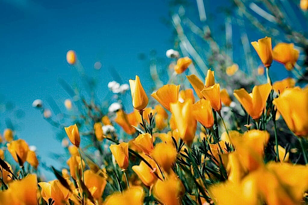 Yellow tulips growing under a blue sky. Spring tulips represent when it's time to get Spring cleaning services Sugar Land!