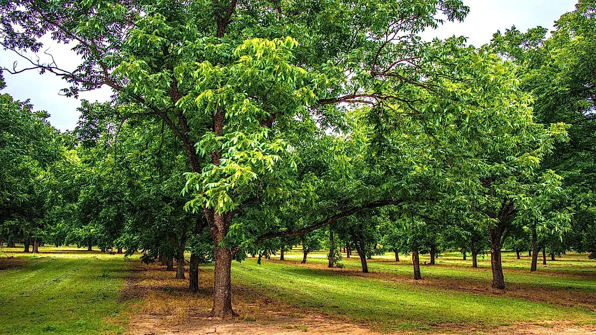 A pecan grove, where rows of pecan trees are growing.