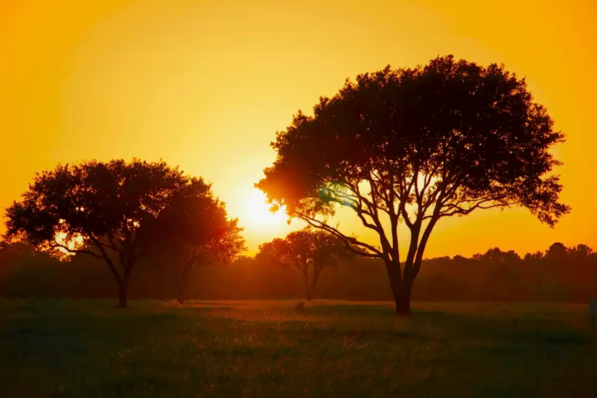 An orange sunset is behind two large trees in a field in Rosenberg TX.