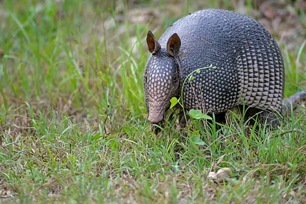 An armadillo in Humble TX, walking through wild grass.